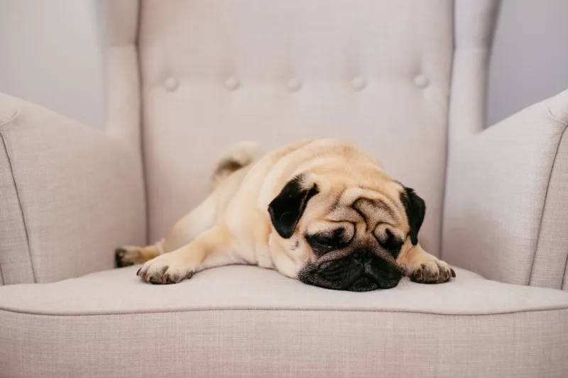 Pet Policies, Adjacent Rooms, and Your Baby's Sleep: The Hotel Fine Print Nobody Warns You About